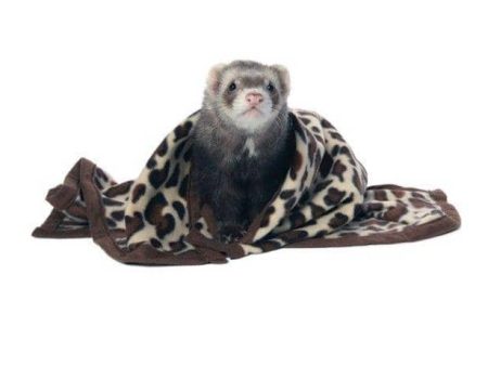 Marshall Designer Fleece Blanket for Small Animals - 1 count Online Hot Sale